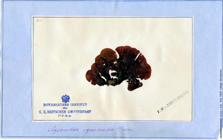 Peyssonnelia squamaria 90.jpg